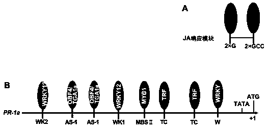 Method for constructing double-hormone response promoter on basis of interaction relationship between transcription factors