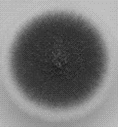 Penicillium expansum strain for degrading liquor distillers' grain cellulose