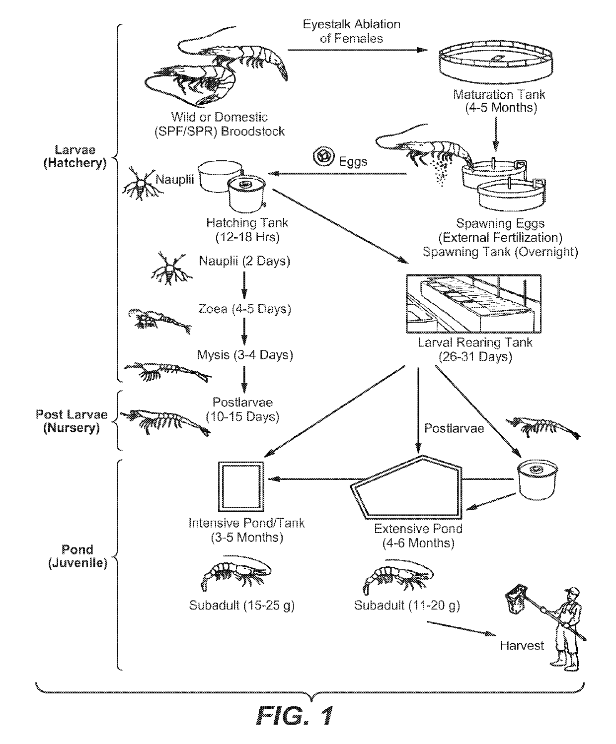 Microbial strains and their use in animals