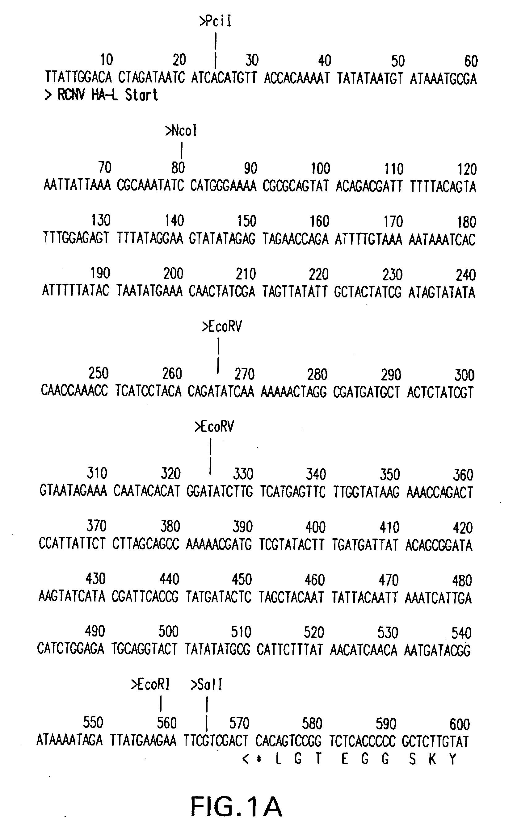 Raccoon Poxvirus Expressing Rabies Glycoproteins