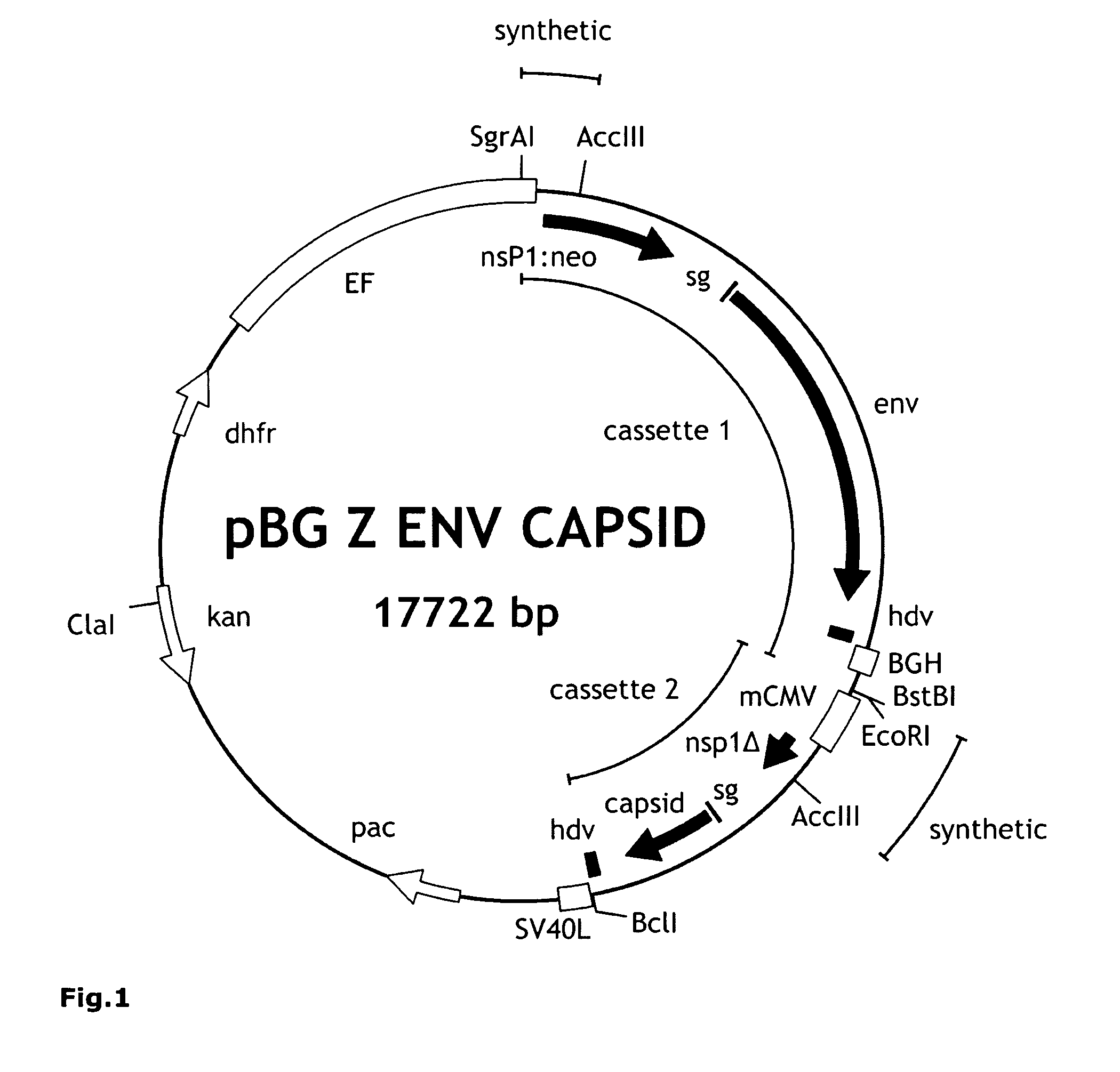 Cell Line for Propagation of Highly Attenuated AlphaViruses