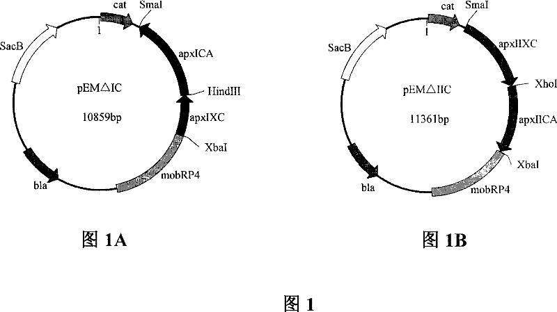 Bacterin for pleuropneumonia actinobacillus serotype 1 double-gene deletion mutant without resistance marker