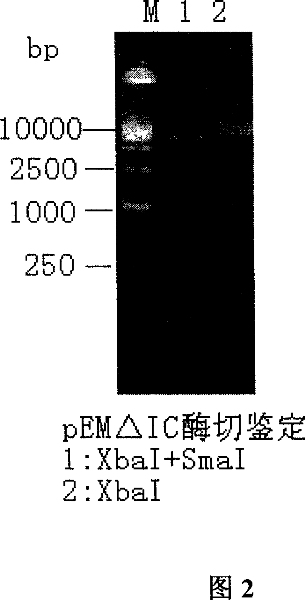 Bacterin for pleuropneumonia actinobacillus serotype 1 double-gene deletion mutant without resistance marker