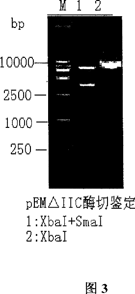 Bacterin for pleuropneumonia actinobacillus serotype 1 double-gene deletion mutant without resistance marker