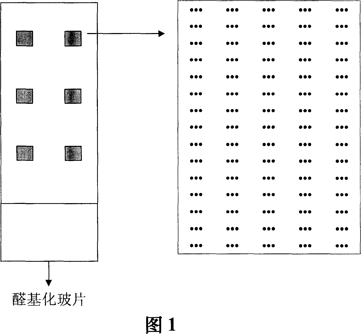 Method for detecting bacillus coli inducing diarrhoea and hydropsy during pig weaning period and reagent kit thereof