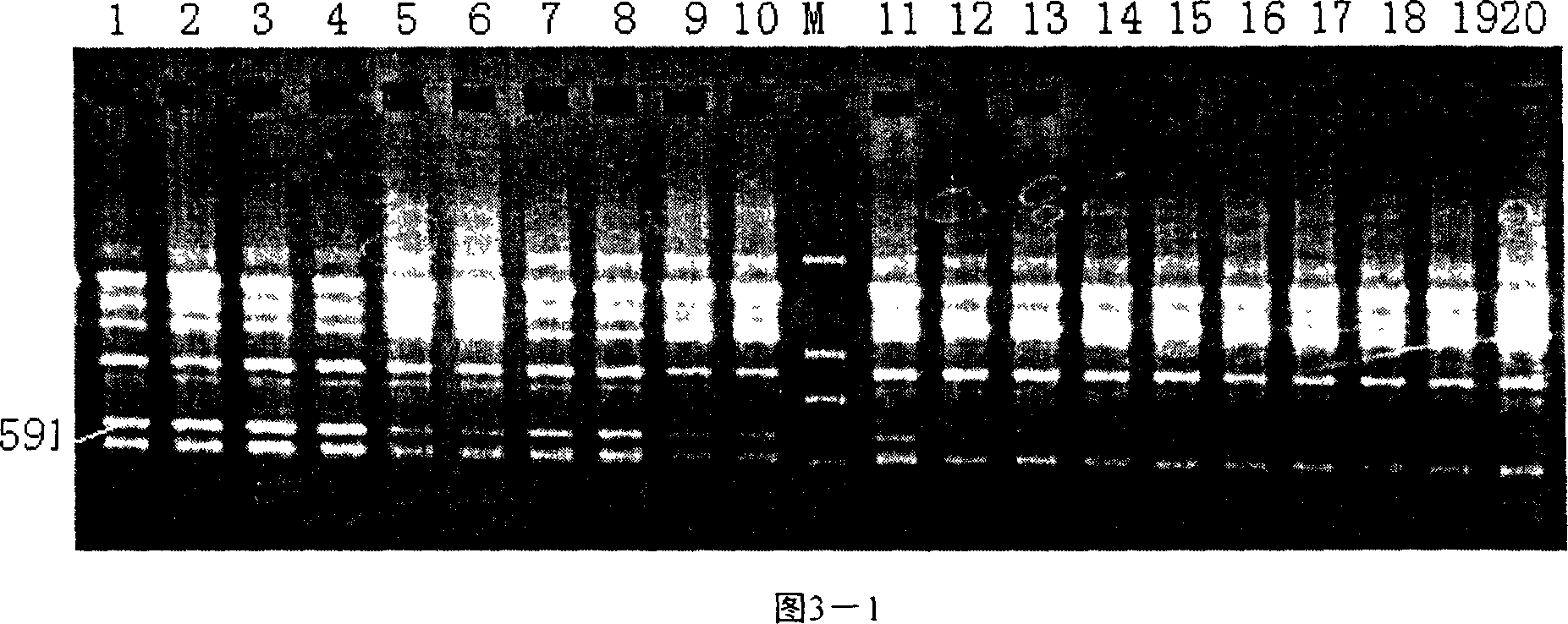 SCAR label of Chinese cabbage orange leaf-head and its use in auxiliary selective breeding