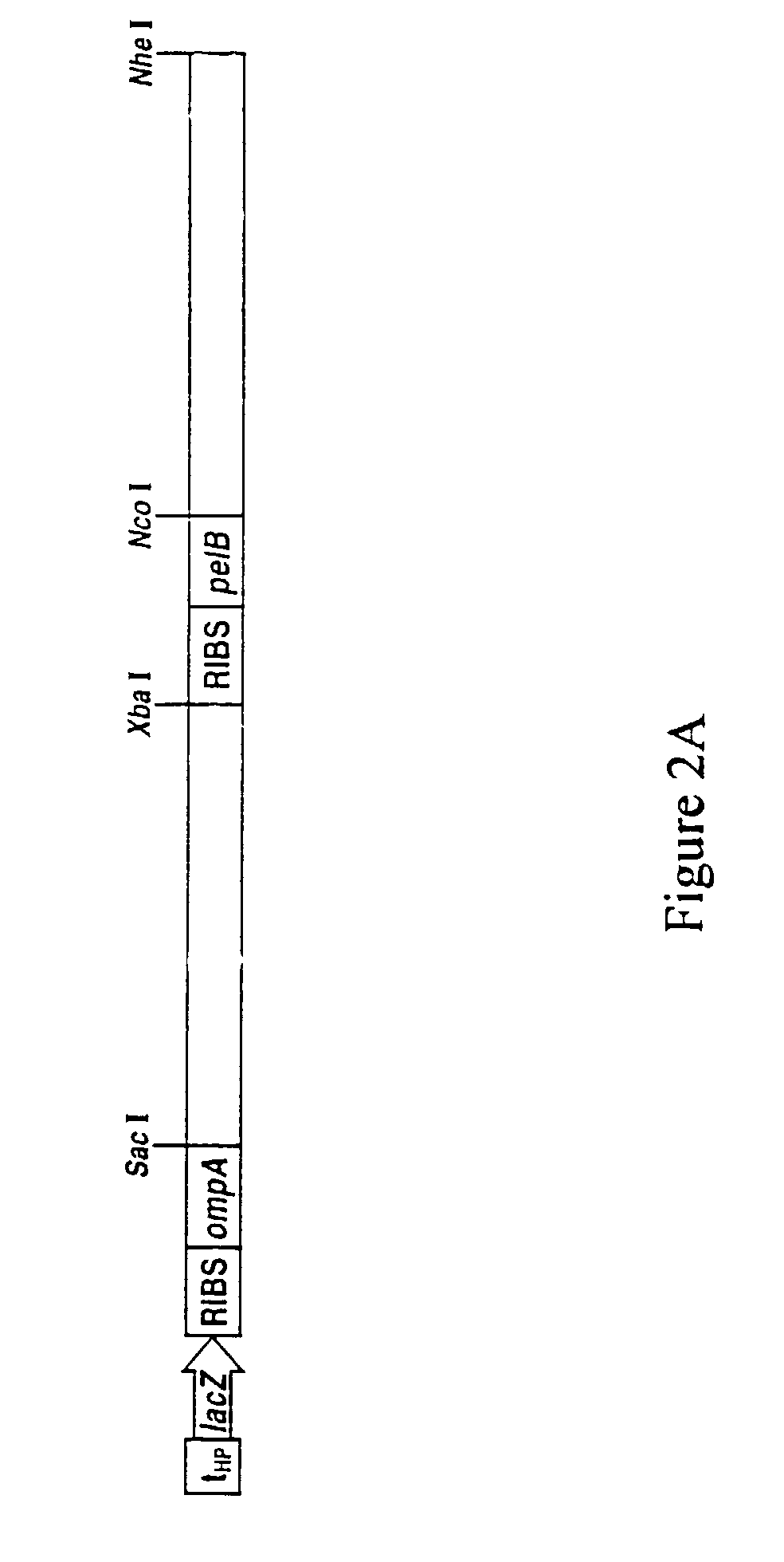 Methods for display of heterodimeric proteins on filamentous phage using pVII and pIX, compositions, vectors and combinatorial libraries