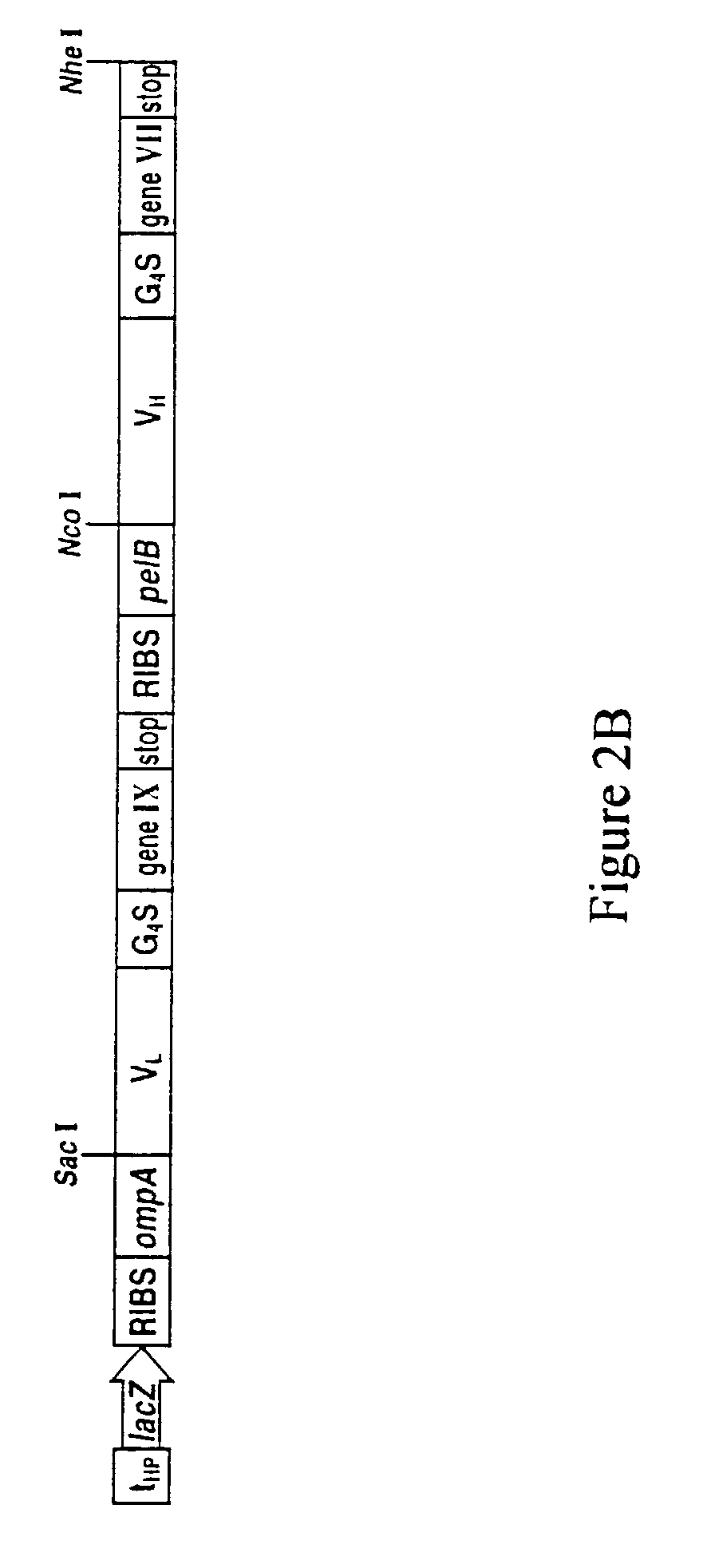 Methods for display of heterodimeric proteins on filamentous phage using pVII and pIX, compositions, vectors and combinatorial libraries