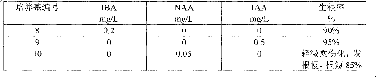 Special medium for tissue culture of strawberry stem tip and method thereof for producing detoxification seedlings