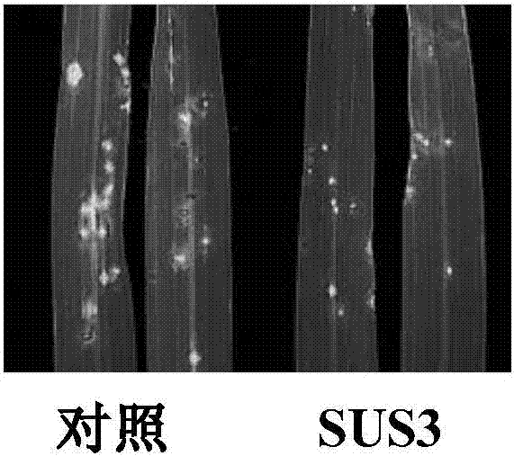 Method for improving resistance of rice blast by using sucrose synthase