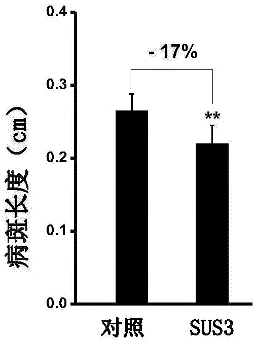 Method for improving resistance of rice blast by using sucrose synthase