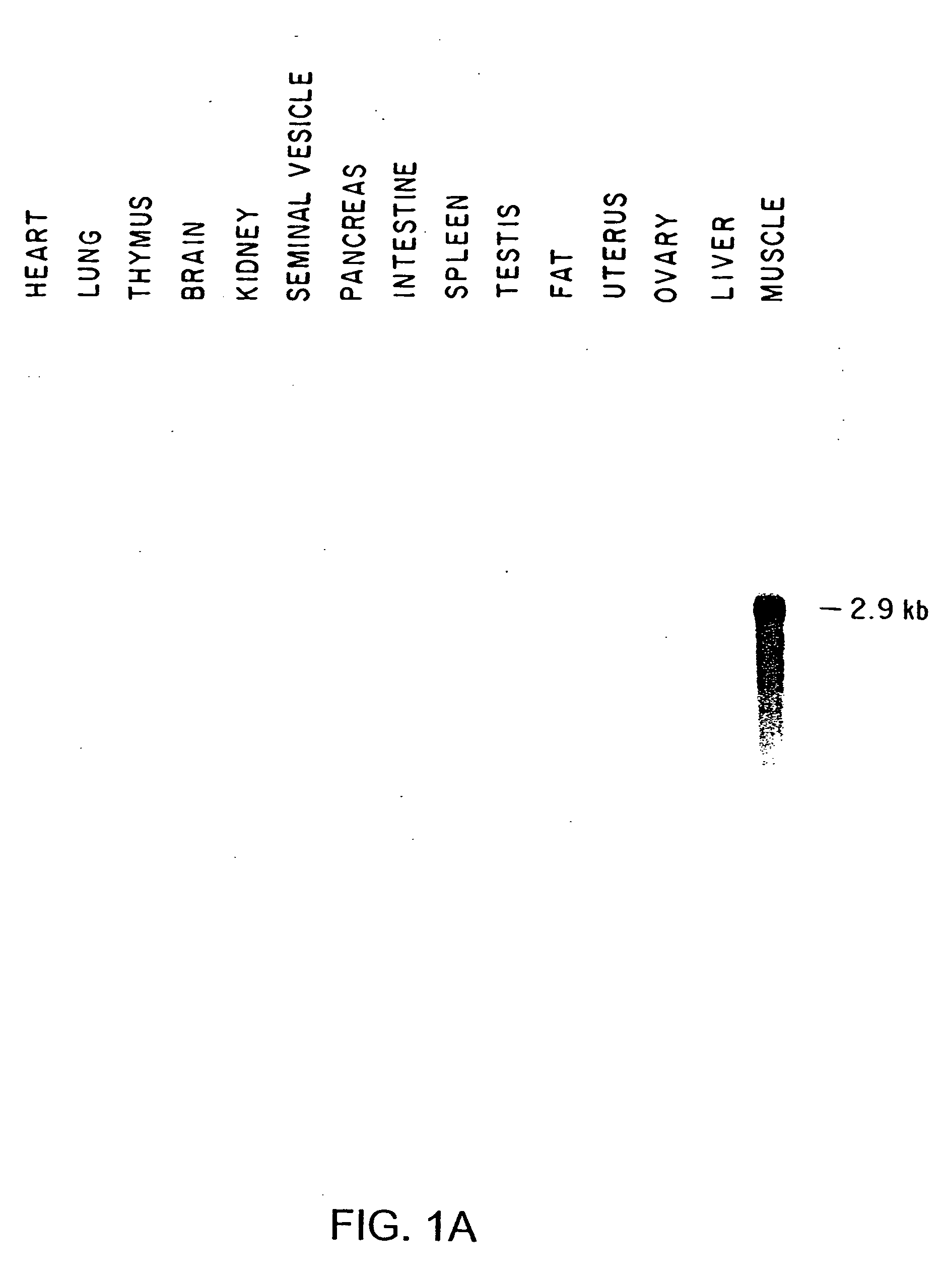 Growth differentiation factor-8 nucleic acid and polypeptide from aquatic species, and transgenic aquatic species