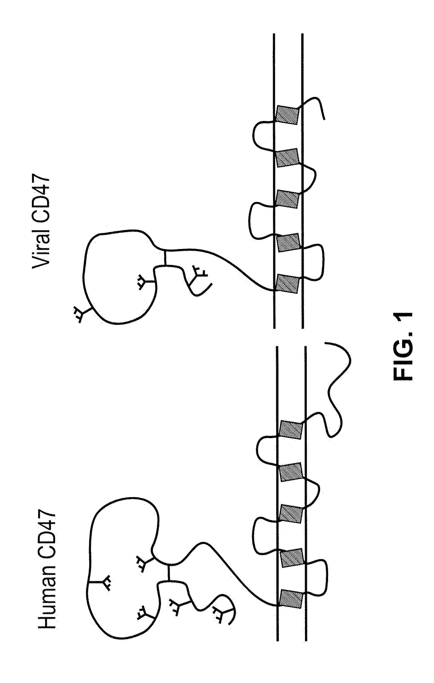 CD47 Related Compositions and Methods for Treating Immunological Diseases and Disorders