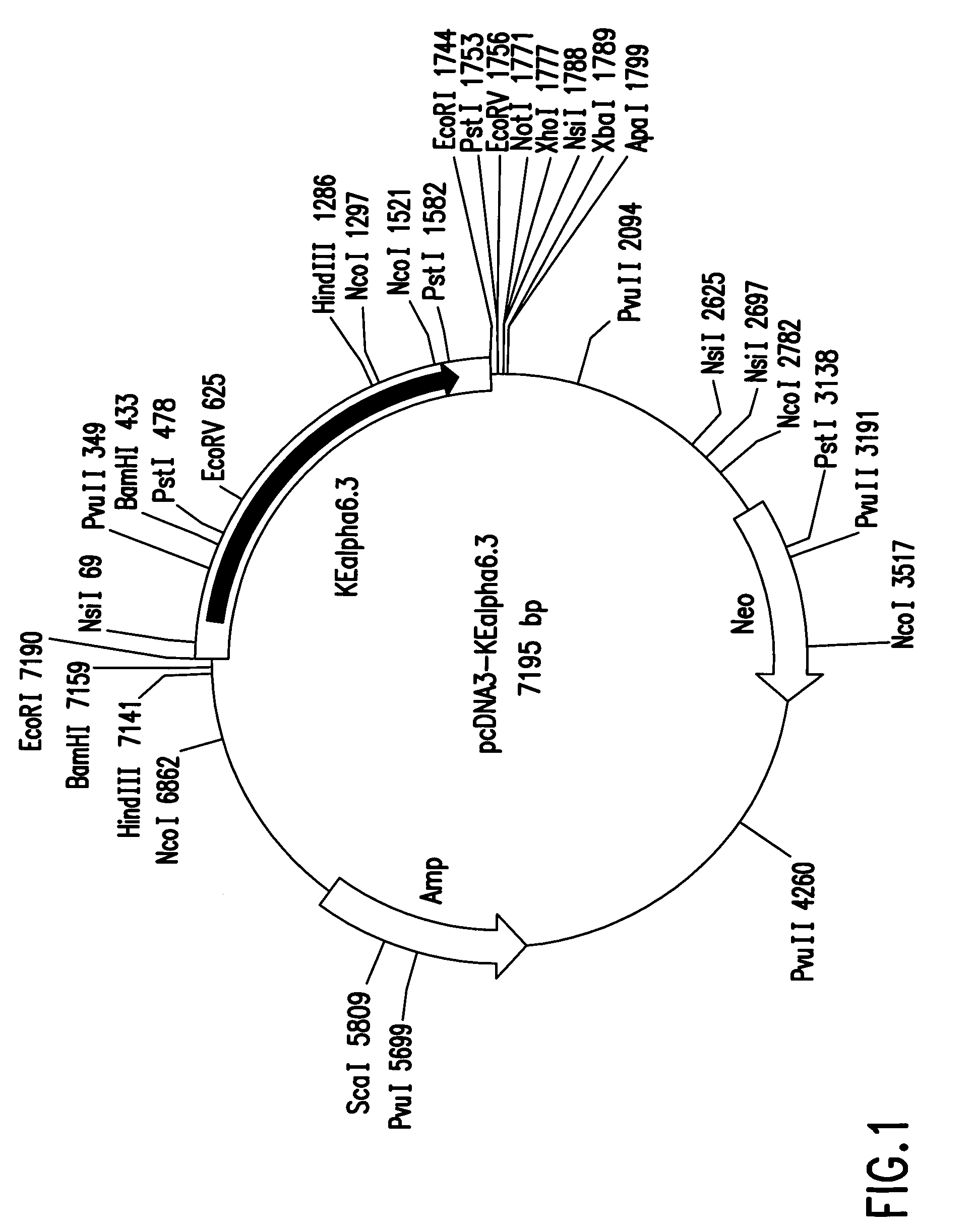 Human neuronal nicotinic acetylcholine receptor alpha6 and beta3