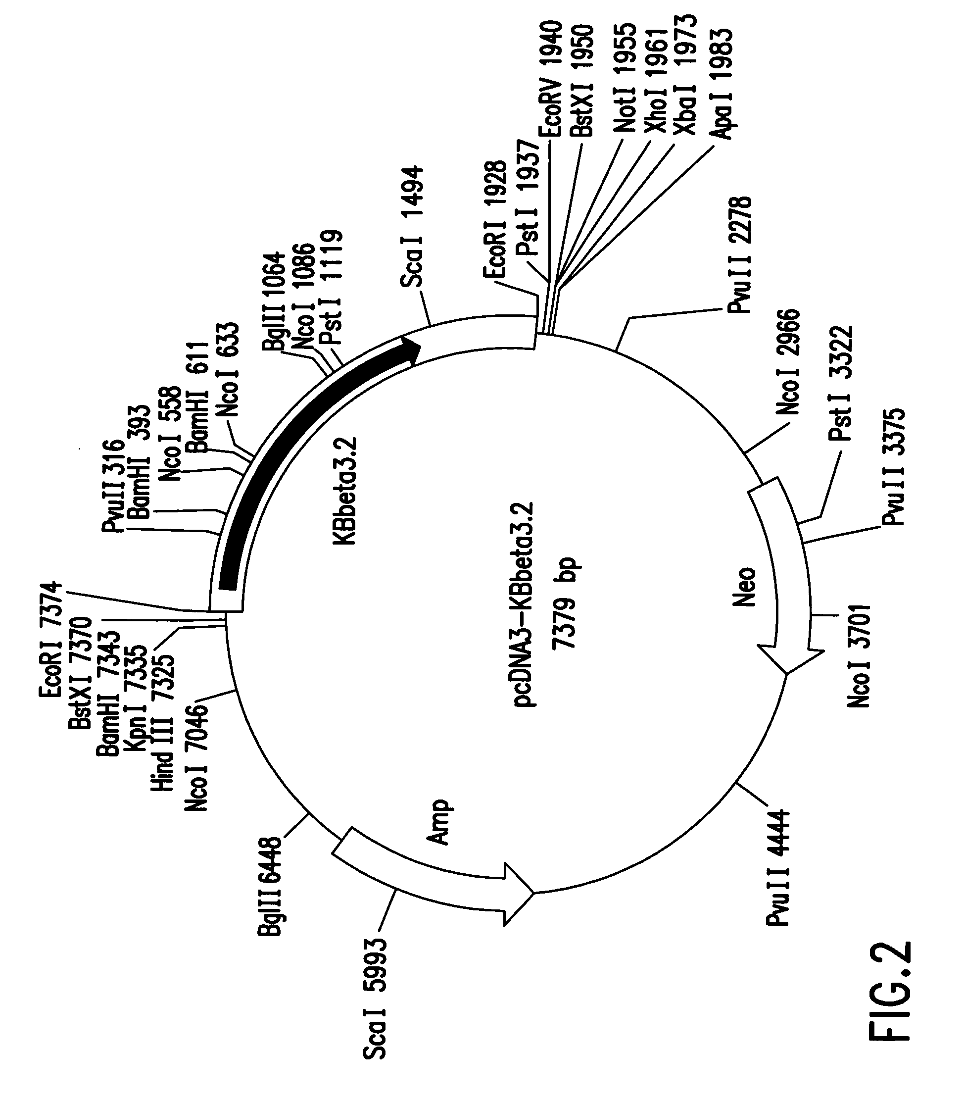 Human neuronal nicotinic acetylcholine receptor alpha6 and beta3