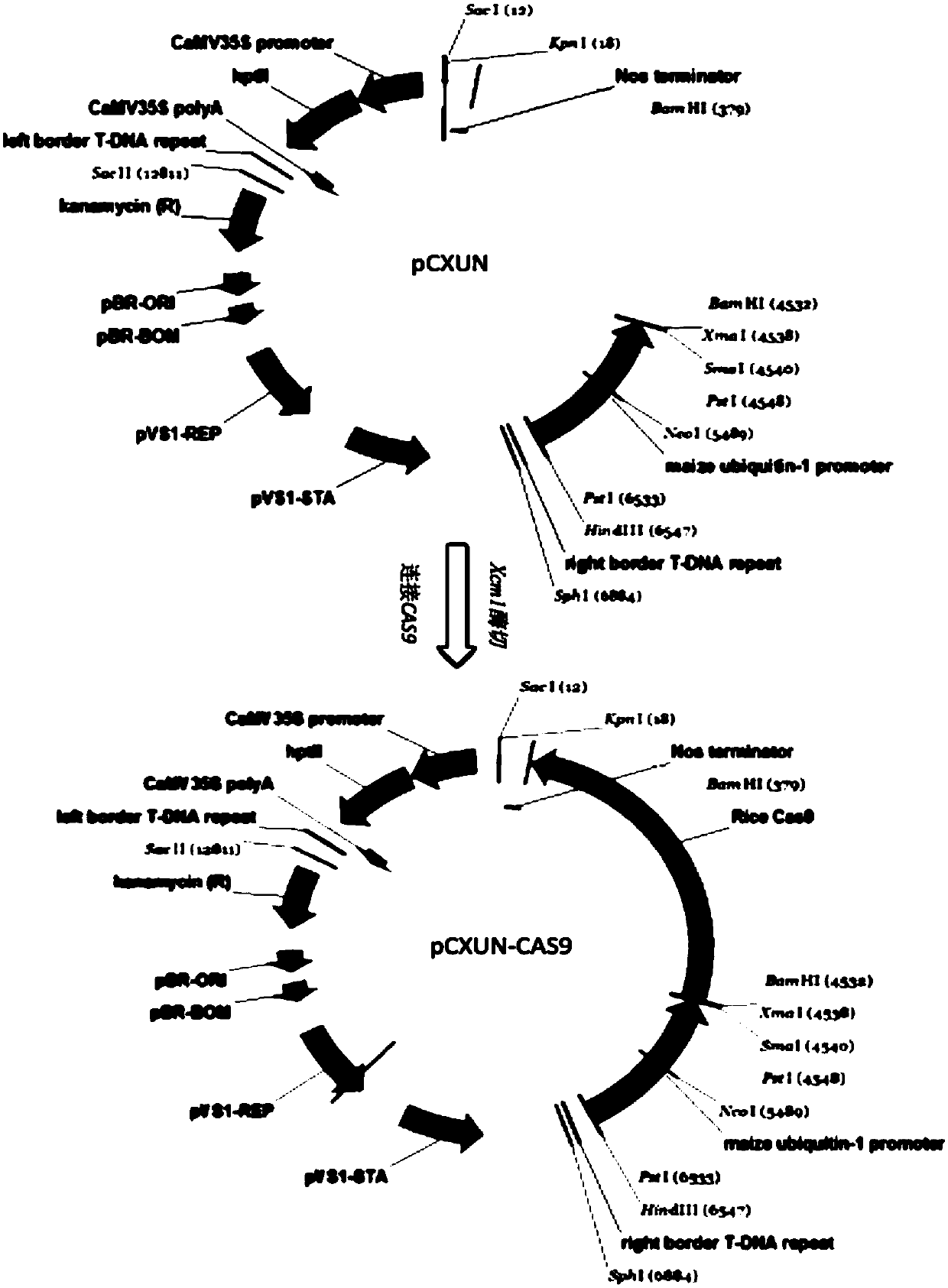 Rice efficient conversion vector pCXUN-Cas9-sgRNA and construction method thereof