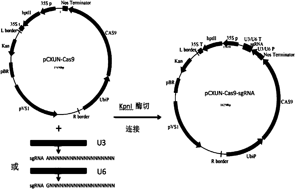 Rice efficient conversion vector pCXUN-Cas9-sgRNA and construction method thereof