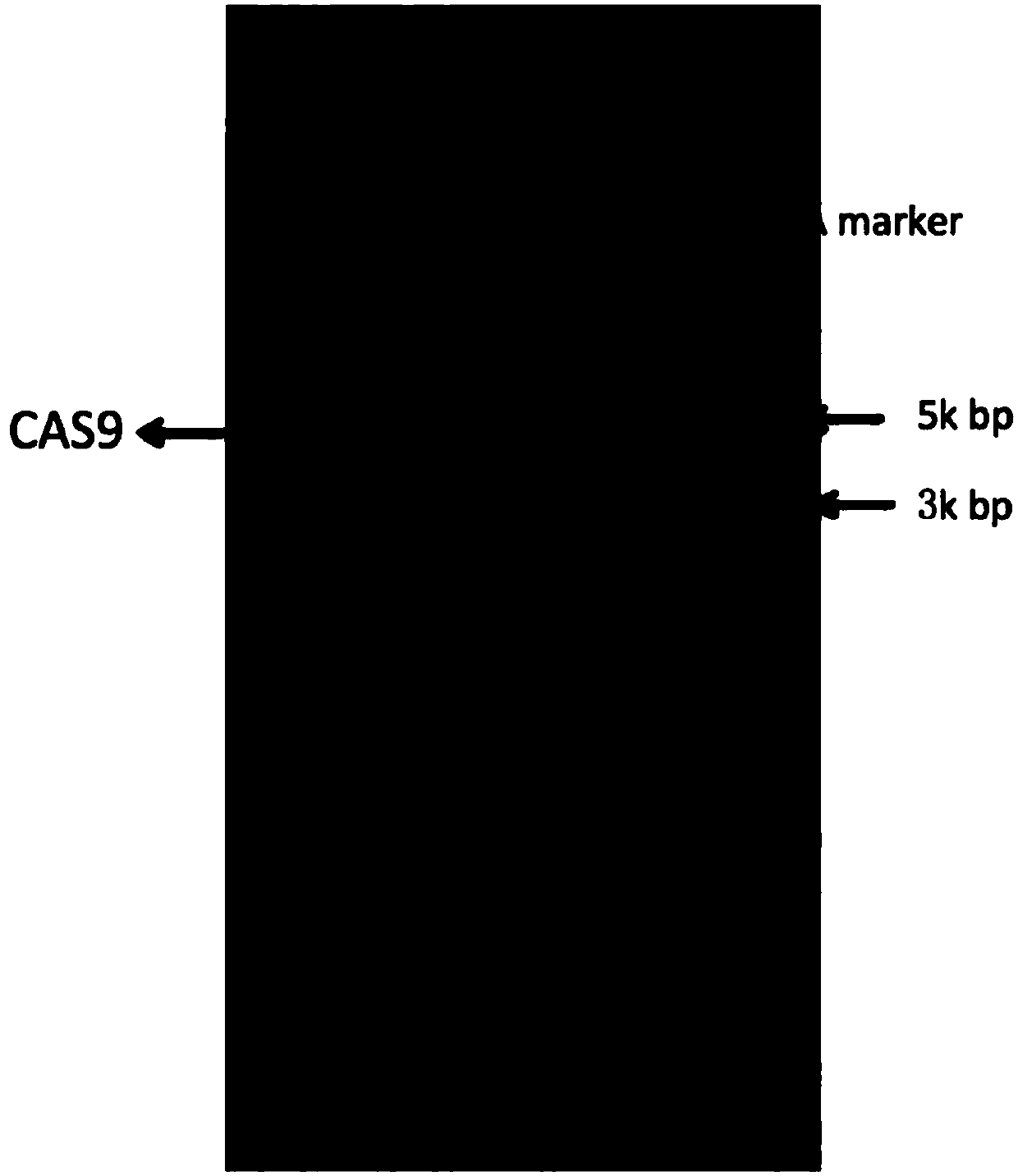 Rice efficient conversion vector pCXUN-Cas9-sgRNA and construction method thereof