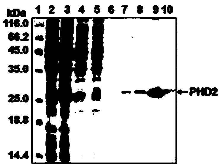 A kind of human single-chain antibody and its application