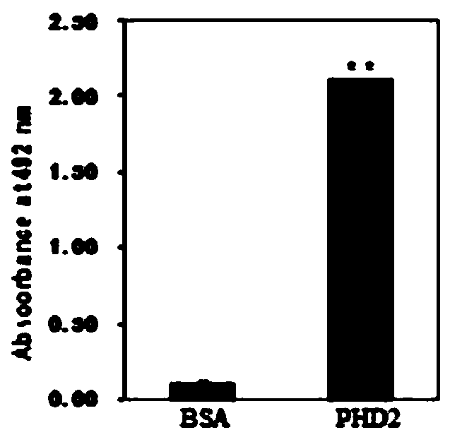 A kind of human single-chain antibody and its application