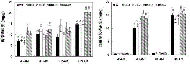 Function of purple acid phosphatase GmPAP33 gene for promoting reuse of phosphorus in soybean mycorrhiza