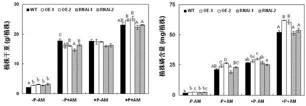 Function of purple acid phosphatase GmPAP33 gene for promoting reuse of phosphorus in soybean mycorrhiza