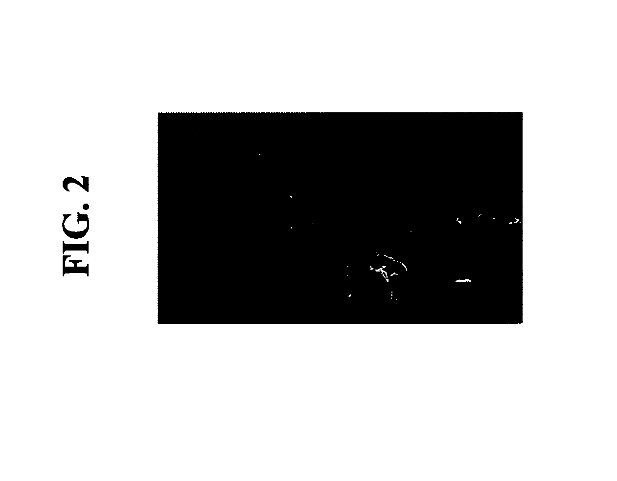 Methods of increasing abiotic stress tolerance and/or biomass in plants