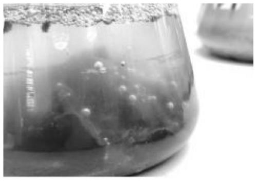 Method for denitrifying rare earth ore wastewater by using supported microalgae