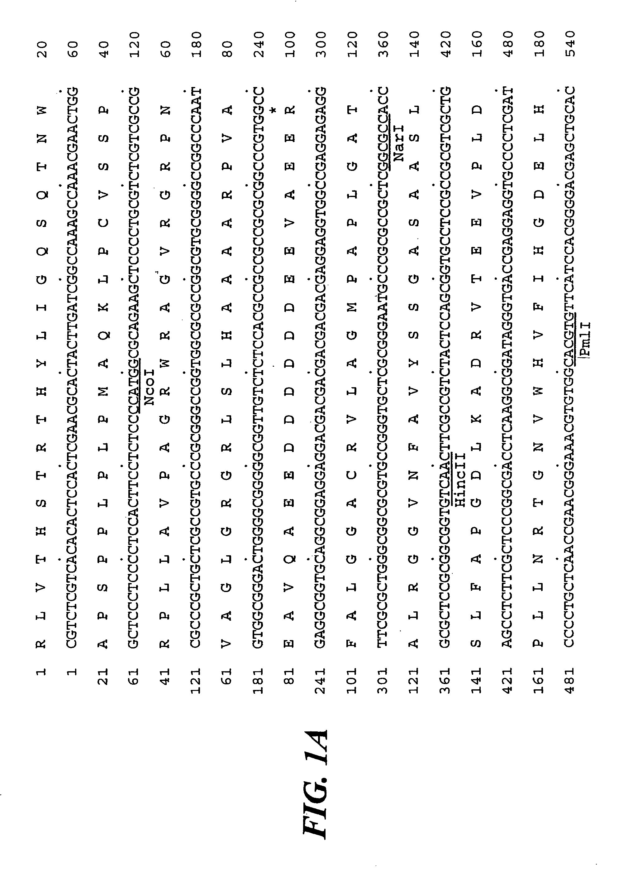 Isolation of SU1, a starch debranching enzyme, the product of the maize gene sugary1