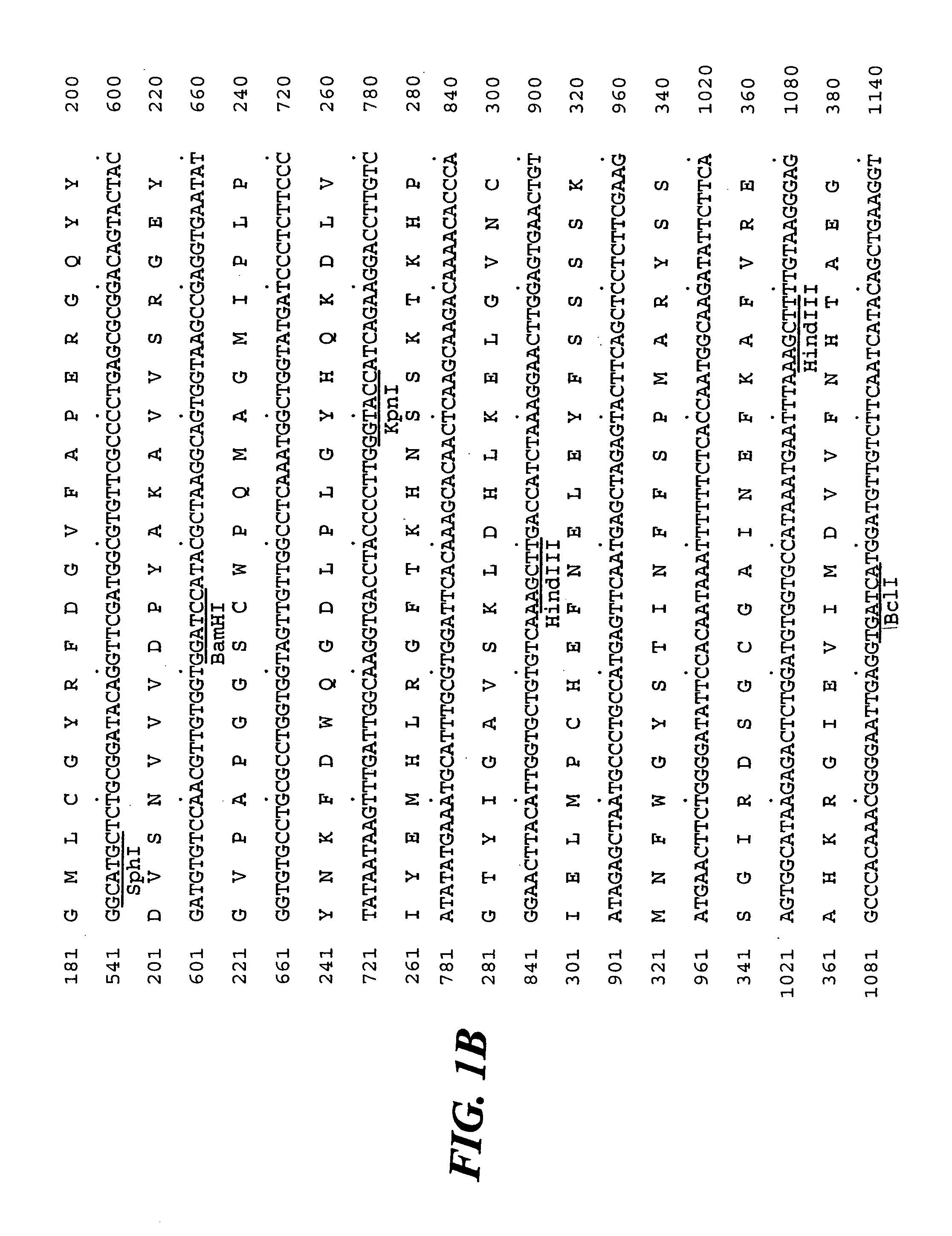 Isolation of SU1, a starch debranching enzyme, the product of the maize gene sugary1