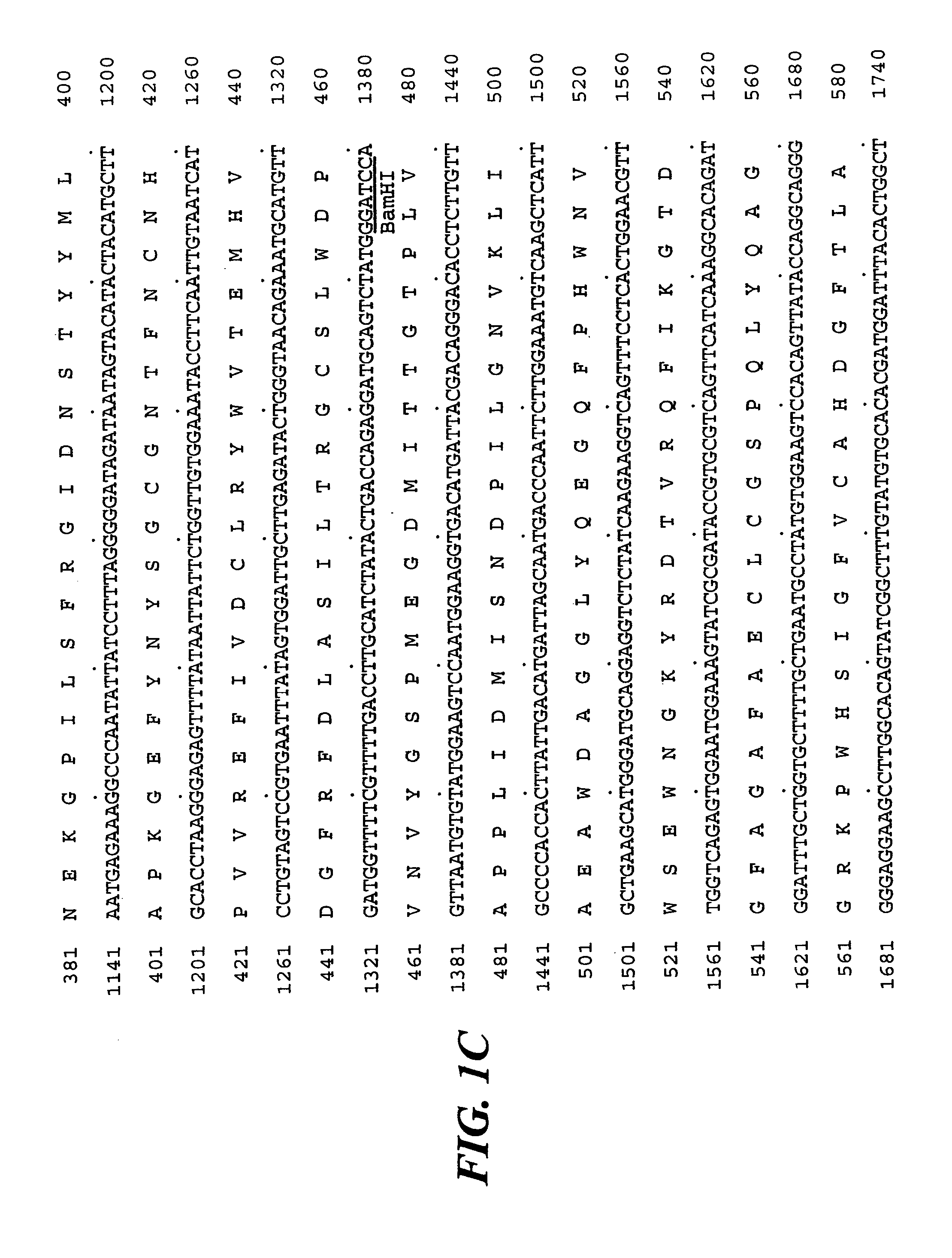 Isolation of SU1, a starch debranching enzyme, the product of the maize gene sugary1