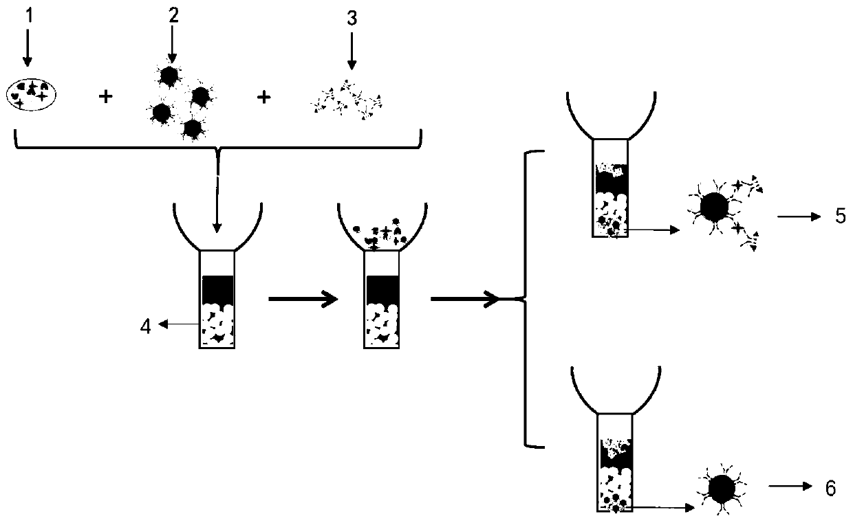 Exclusion chromatography detection new method of immune complex