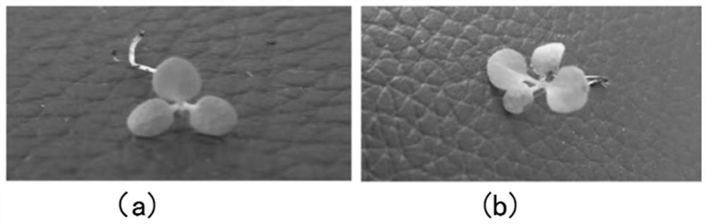 Tobacco bacterial wilt prevention and growth promotion compound microorganism effervescent tablet as well as preparation method and application thereof