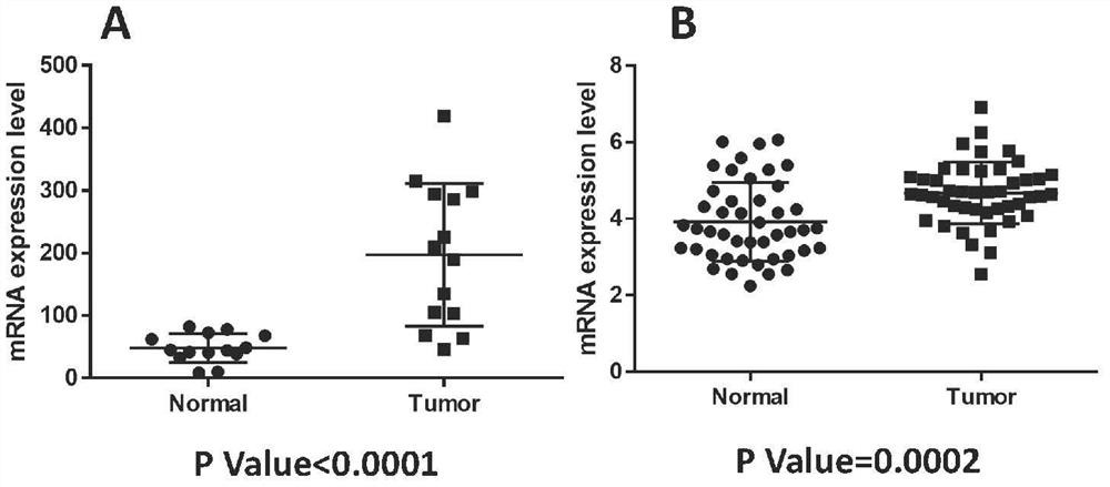 Preparation method and application of anti-human leukemia inhibitory factor monoclonal antibody