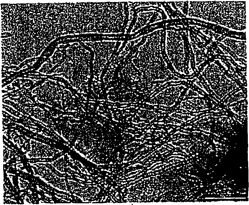 Polymeric compositions containing nanotubes