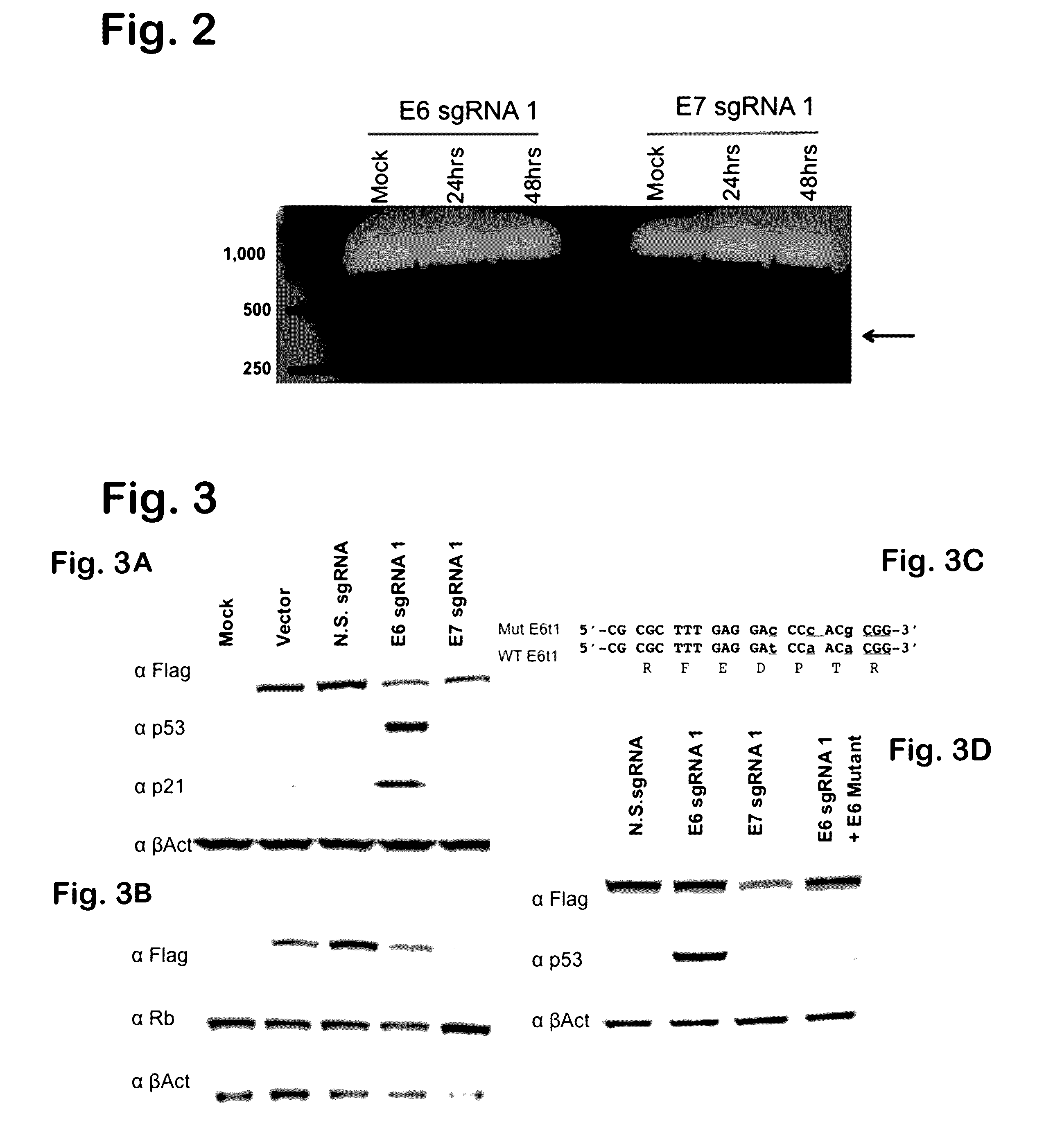 Compositions for the inactivation of virus replication and methods of making and using the same