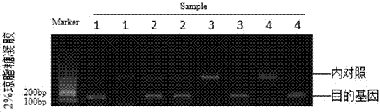 Human ALDH2 genotype detection kit