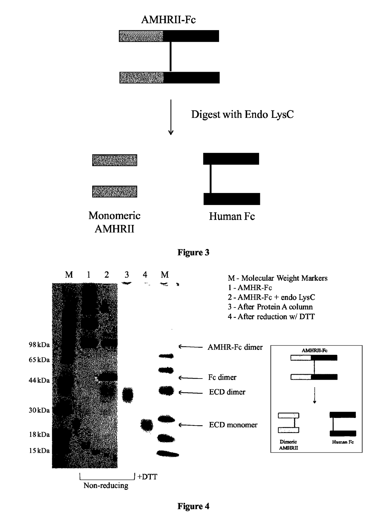 Soluble monomeric anti-Mullerian hormone receptor type II fusion proteins and uses thereof