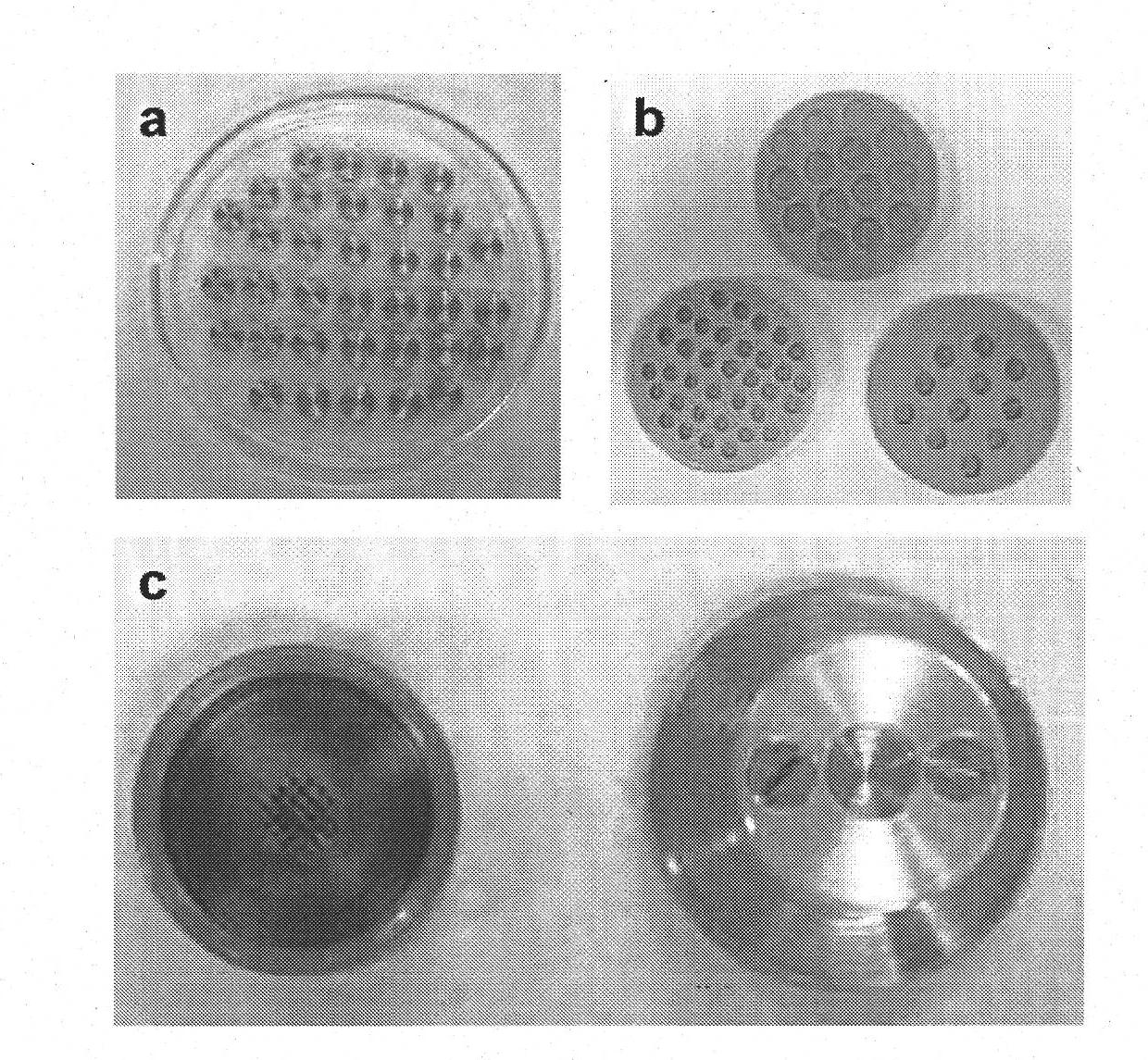 Three-dimensional matrices of structured porous monetite for tissue engineering and osseous regeneration, and method for the preparation thereof