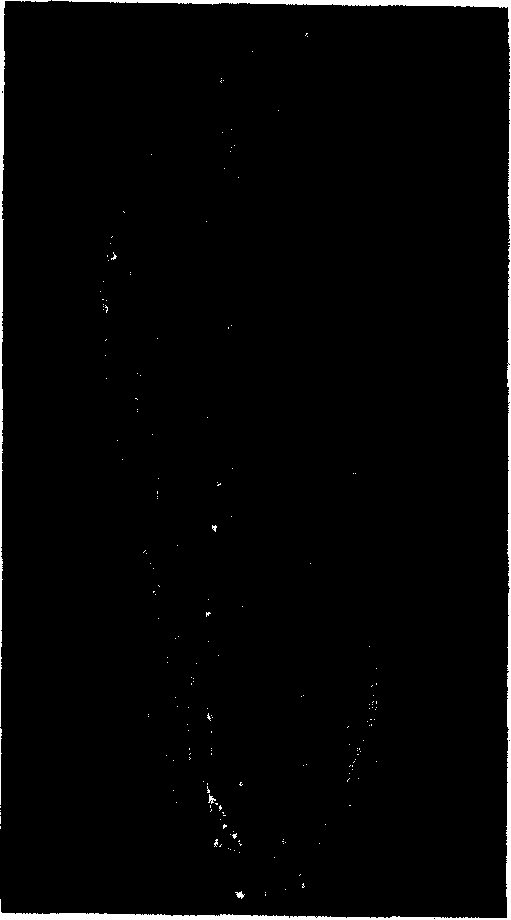 Three-dimensional feet data measuring method to sparse grid based on curve subdivision