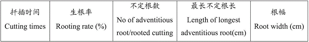 Cutting propagation method for Rhododendron simsii