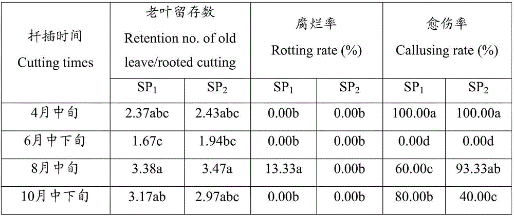 Cutting propagation method for Rhododendron simsii