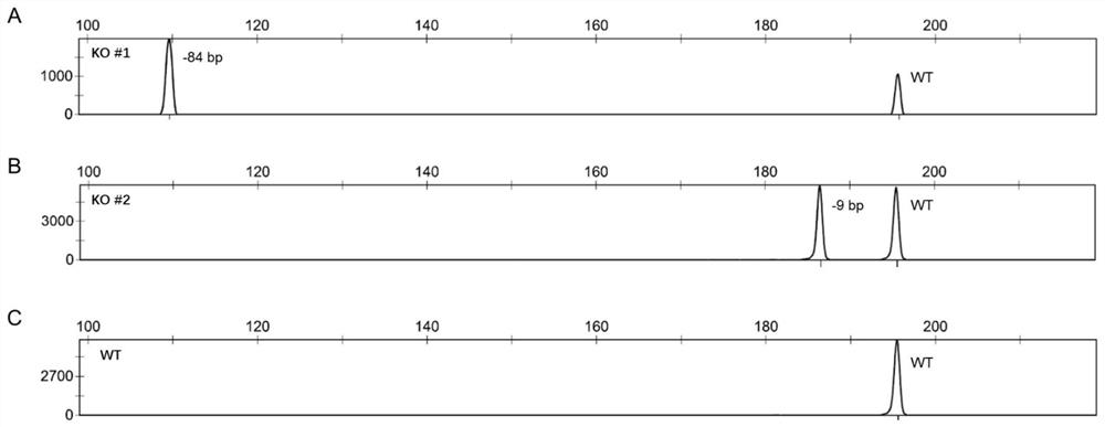 A method for preparing a humanized mouse model of neutrophil deficiency with nod genetic background