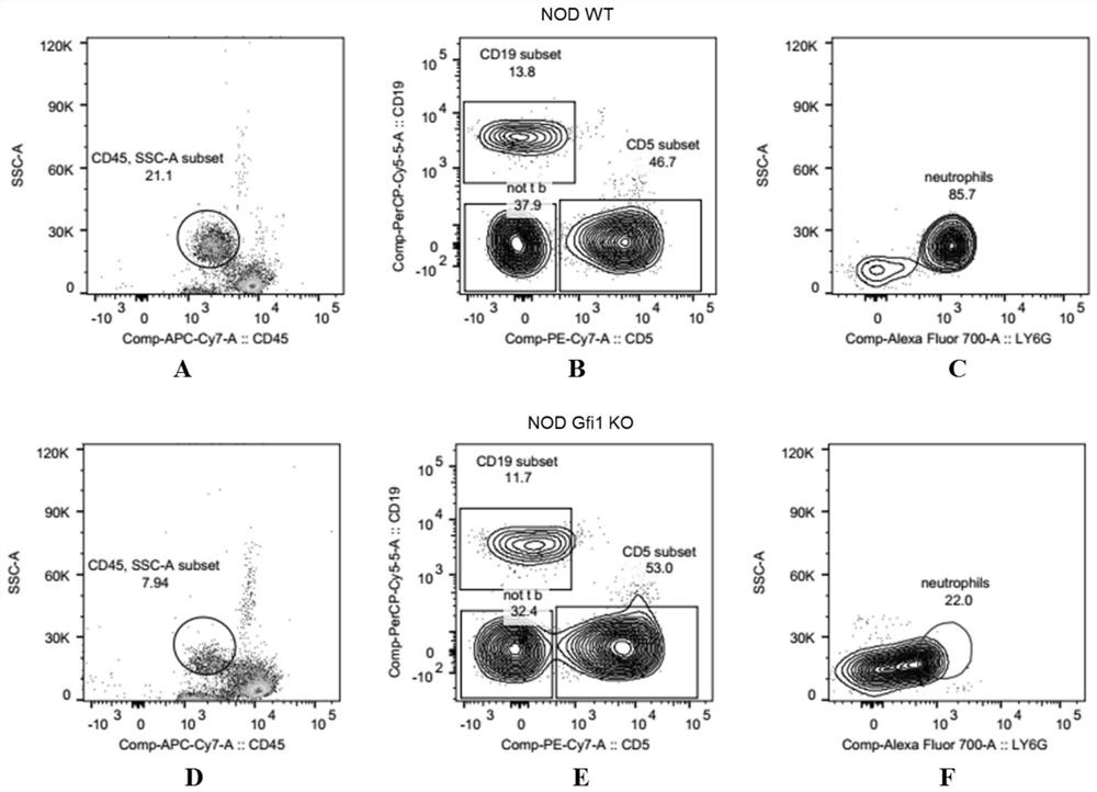 A method for preparing a humanized mouse model of neutrophil deficiency with nod genetic background