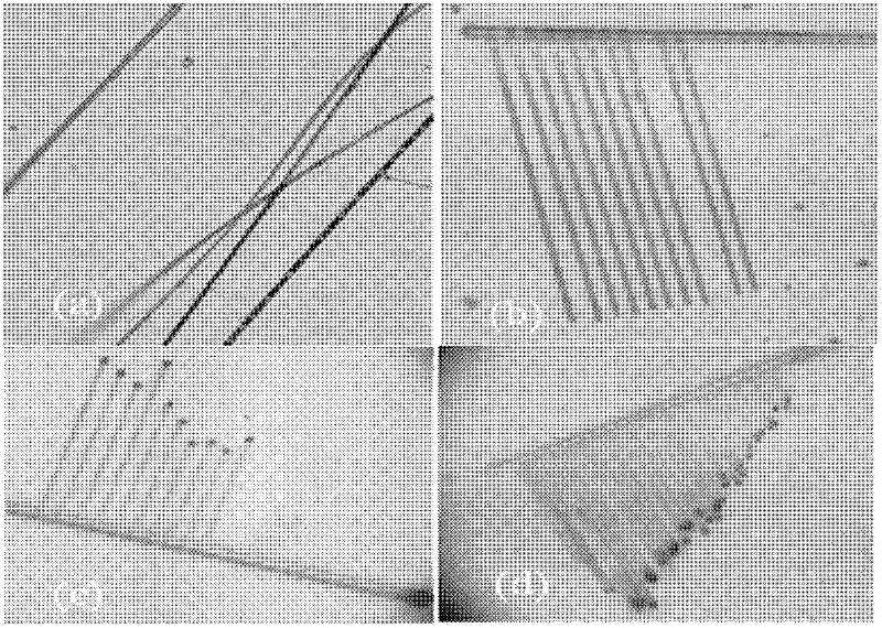 Cadmium sulfide pectinate semiconductor micro/nano material and preparation method thereof