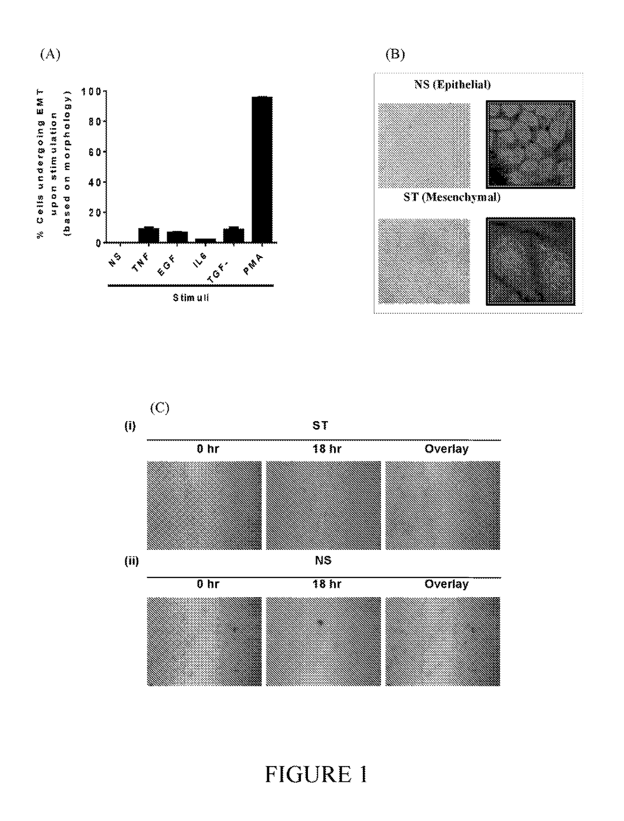 Stem cell modulation II