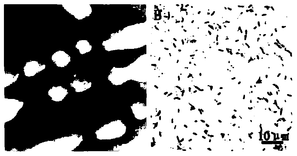 Bacillus velezensis with broad-spectrum disease resistance and application of Bacillus velezensis