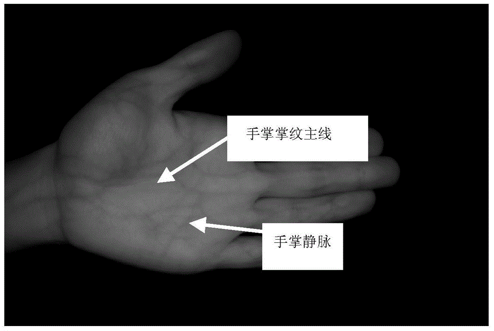 Method for extracting features of palm in non-contact imaging mode