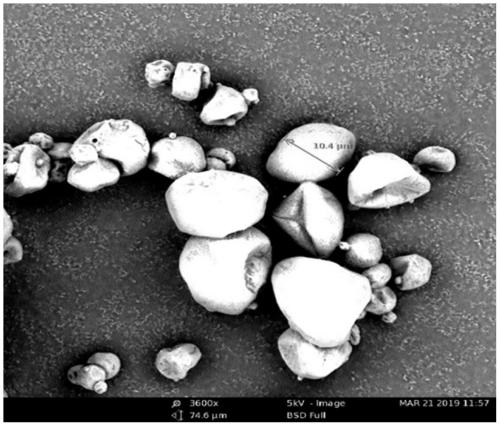 Method for preparing purple perilla seed oil microcapsules by adding corn oligopeptides