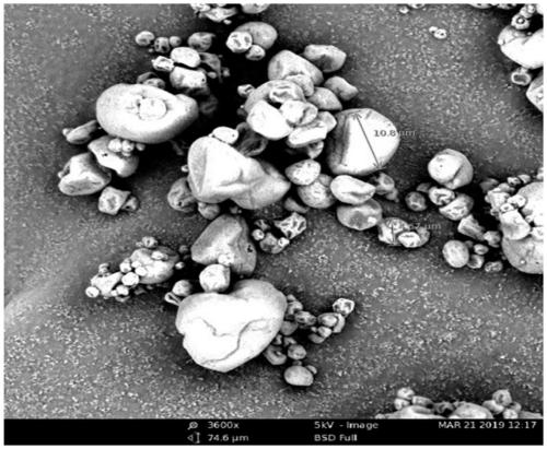 Method for preparing purple perilla seed oil microcapsules by adding corn oligopeptides